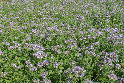 Phacelia_tanacetifolia_JULIA.JPG