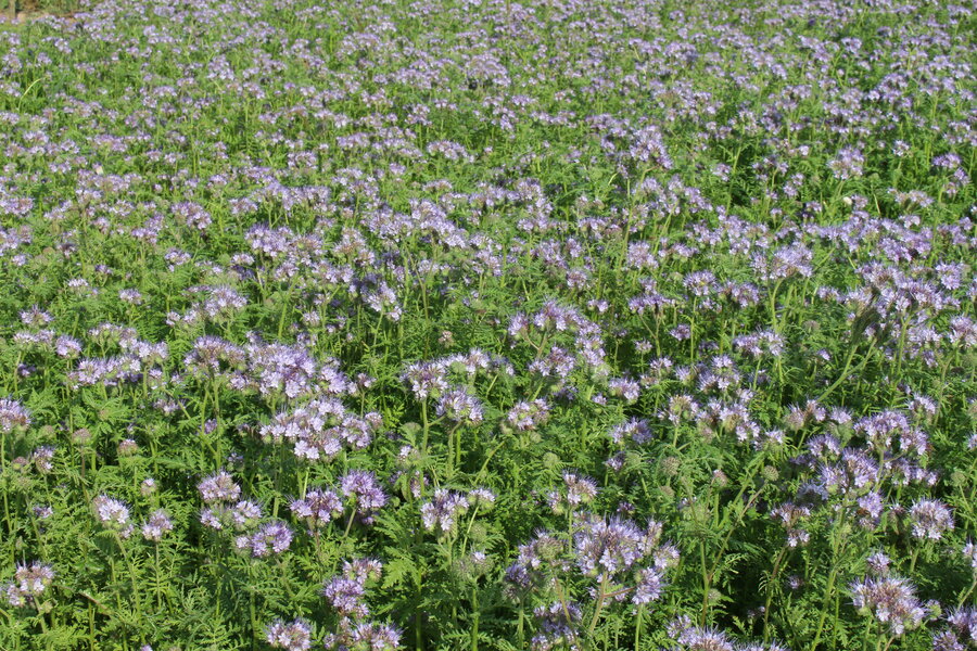 Phacelia_tanacetifolia_JULIA.JPG