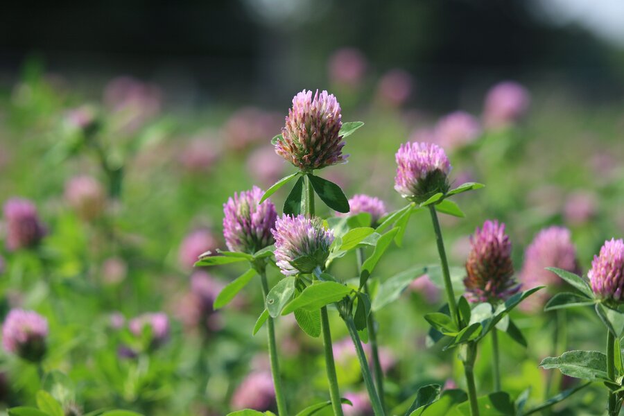 Trifolium_pratense_TEMPUS.jpg
