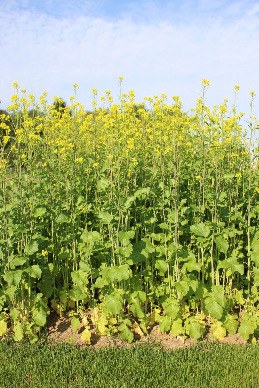Brassica_juncea.jpg