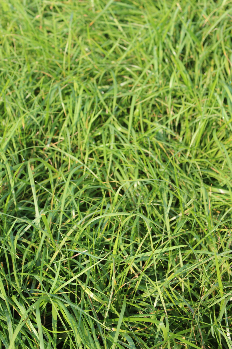 Festuca_arundinacea_ELODIE.JPG