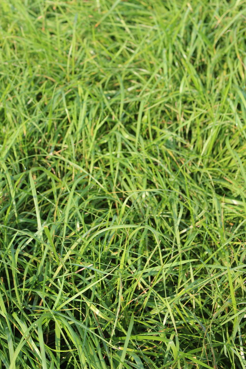 Festuca_arundinacea_ELODIE.JPG