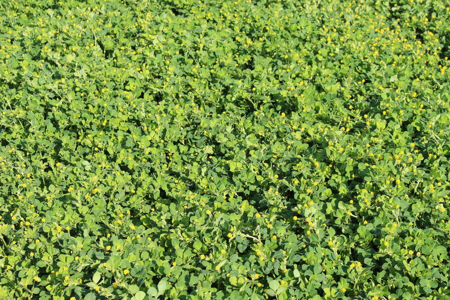 Medicago_lupulina_EKOLA.JPG
