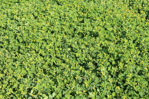 Medicago_lupulina_EKOLA.JPG