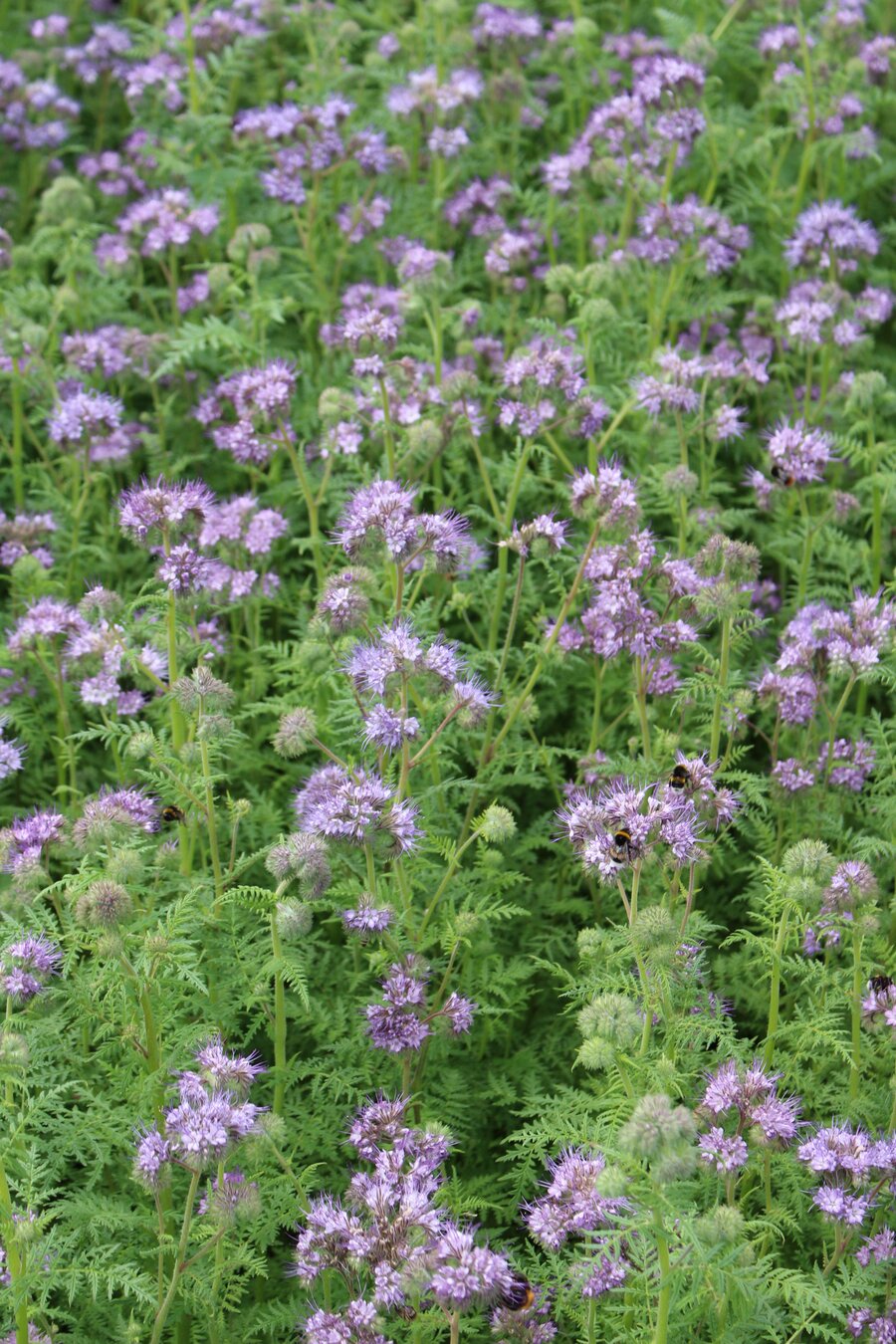 Phacelia_tanacetifolia_NECTAR.jpg