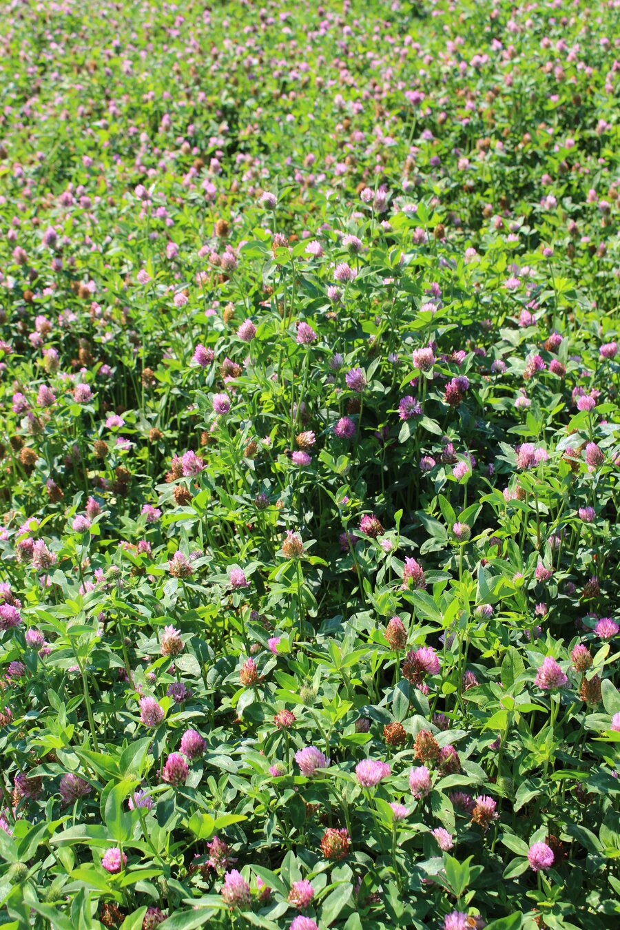 Trifolium_pratense_GARANT.jpg