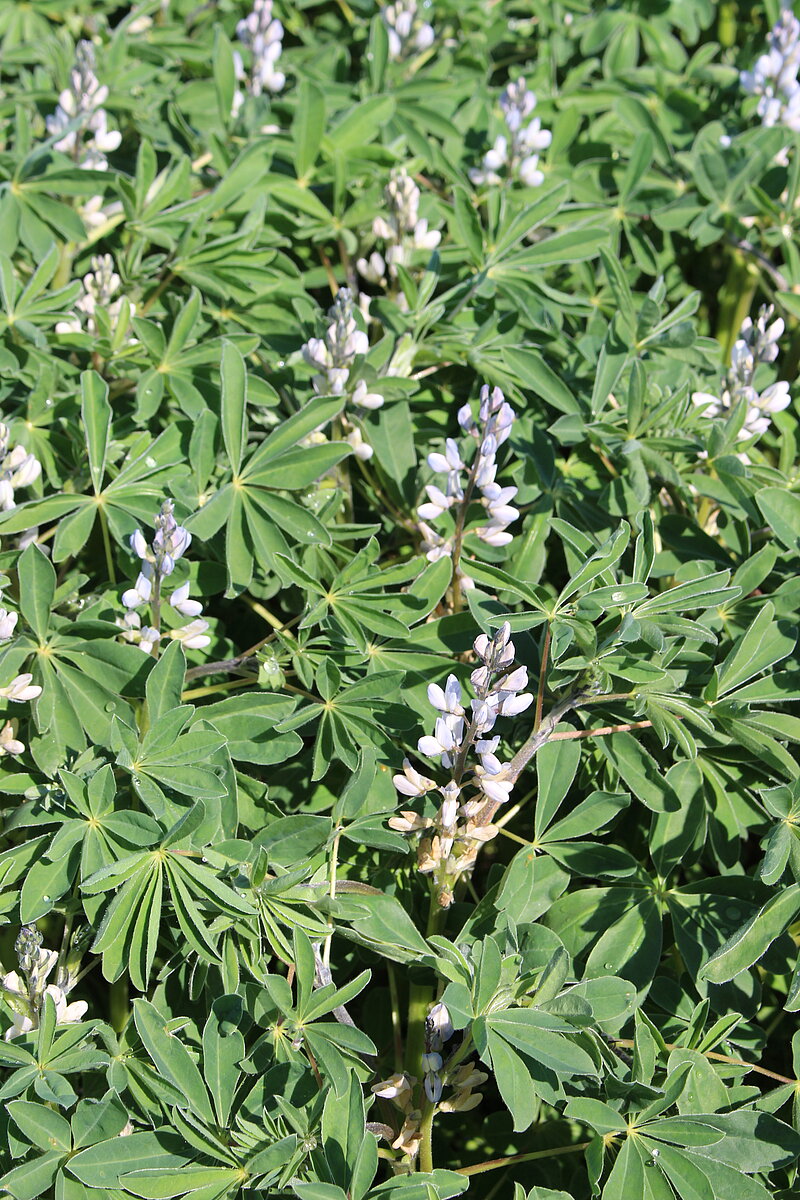 200 Seeds Weiß Lupinensamen Blumensamen Lupinen Samen Wildblumensamen