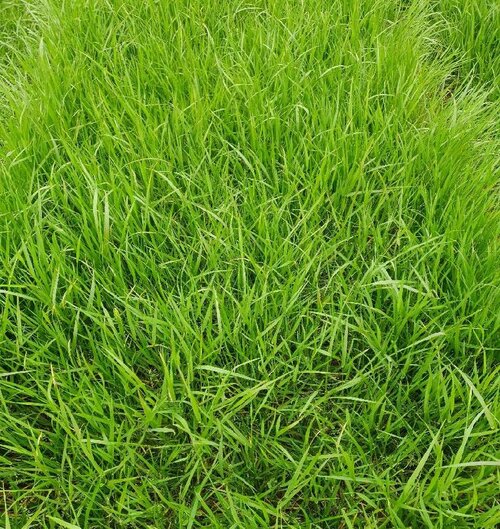 Festuca_pratensis_PRATIGI.jpg