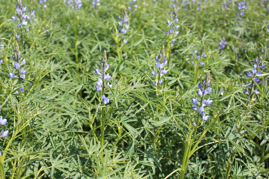 Blaue_Bitterlupine.JPG