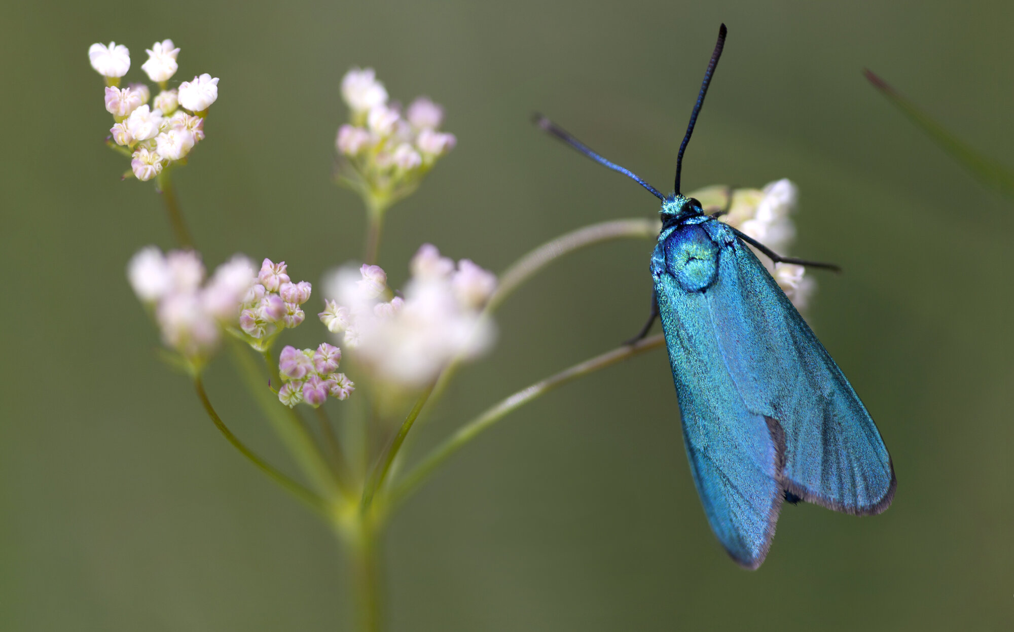 Ampfer-Grünwidderchen (Adscita statices) shutterstock_198915239.jpg