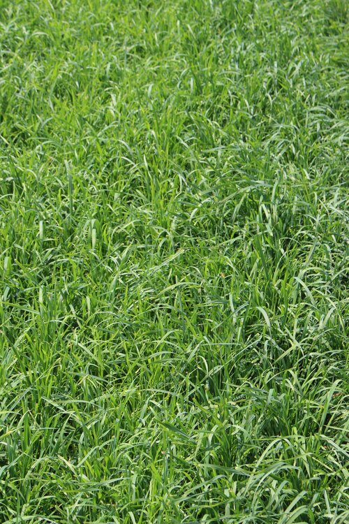 Dactylis_glomerata_TRERANO.jpg