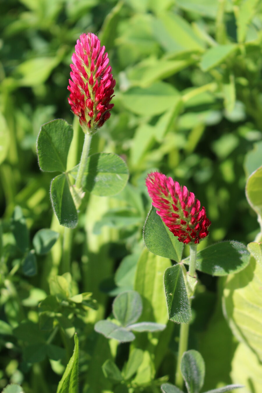 Trifolium_incarnatum.JPG