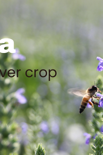 Header_News_Chia_ENG.png