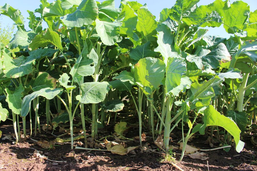 Brassica_oleracea_INKA.jpg