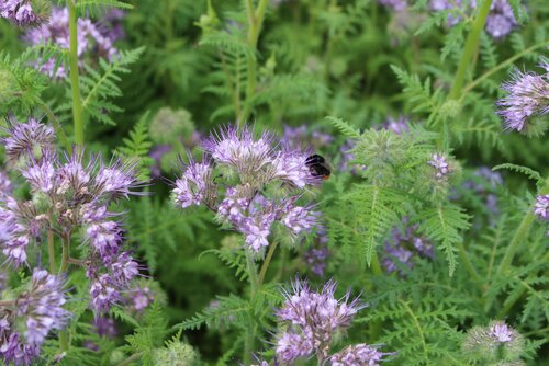 Phacelia__2_.jpg