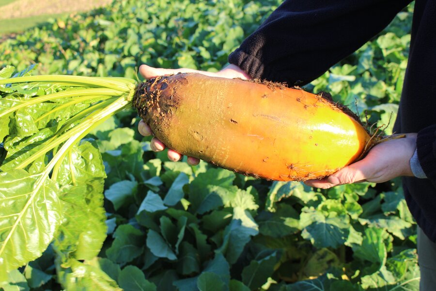 Beta_vulgaris_ssp._vulgaris_BRIGADIER.jpg