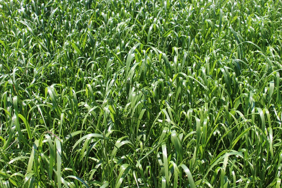 Lolium_multiflorum_ssp._italicum_TETRAFLORUM.jpg