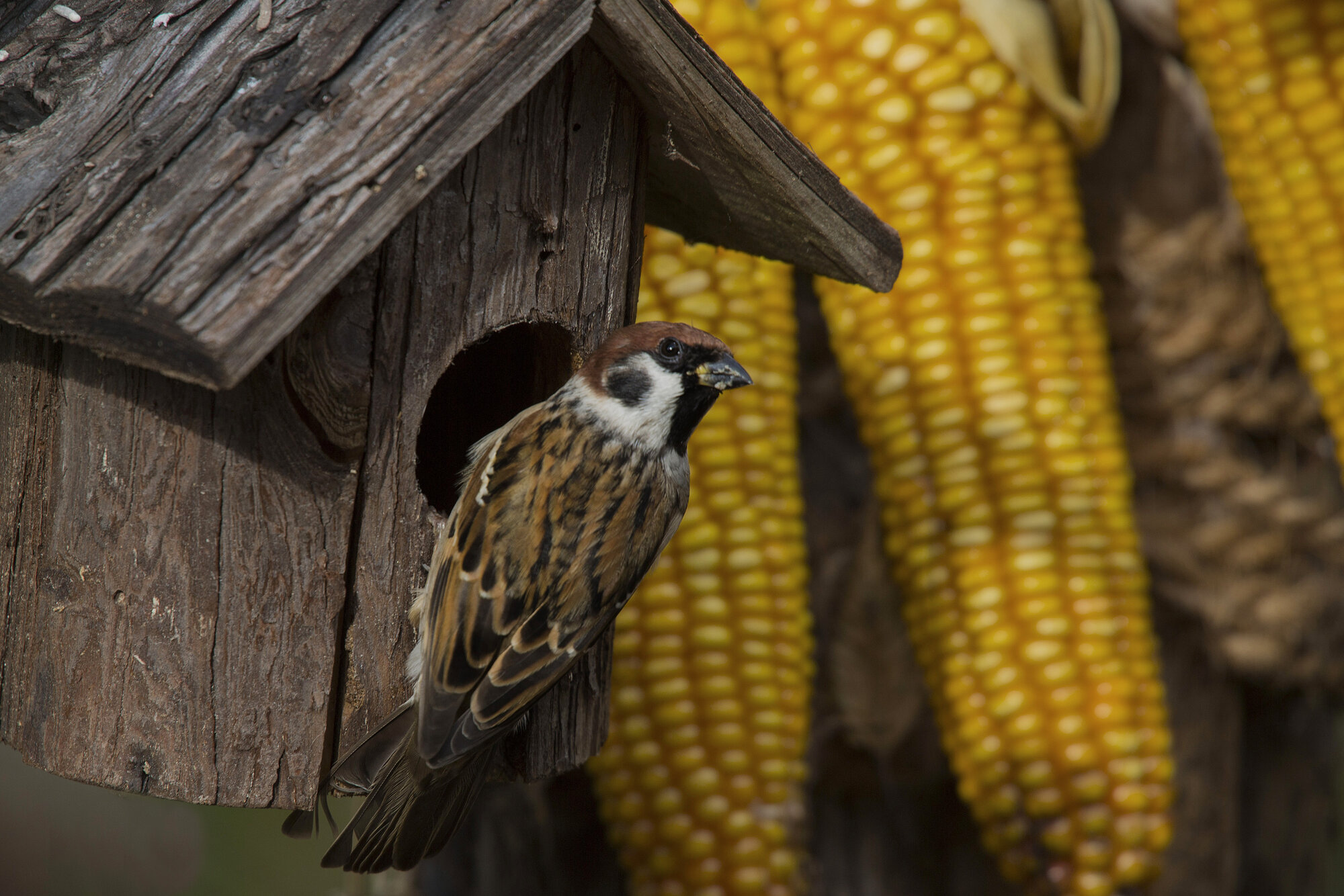 AdobeStock_301349249.jpeg AdobeStock_301349249.jpeg