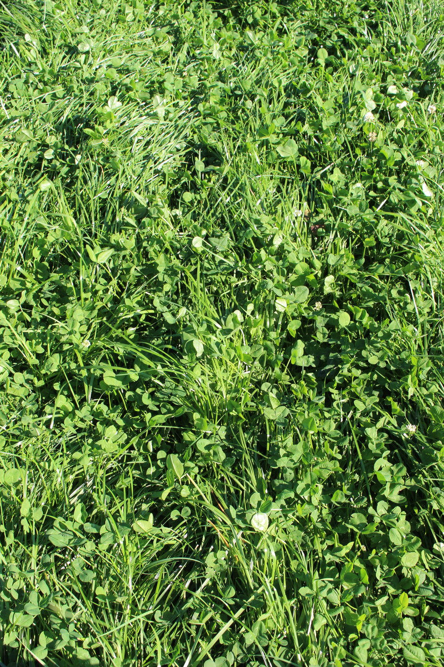 ProGreen_2.JPG