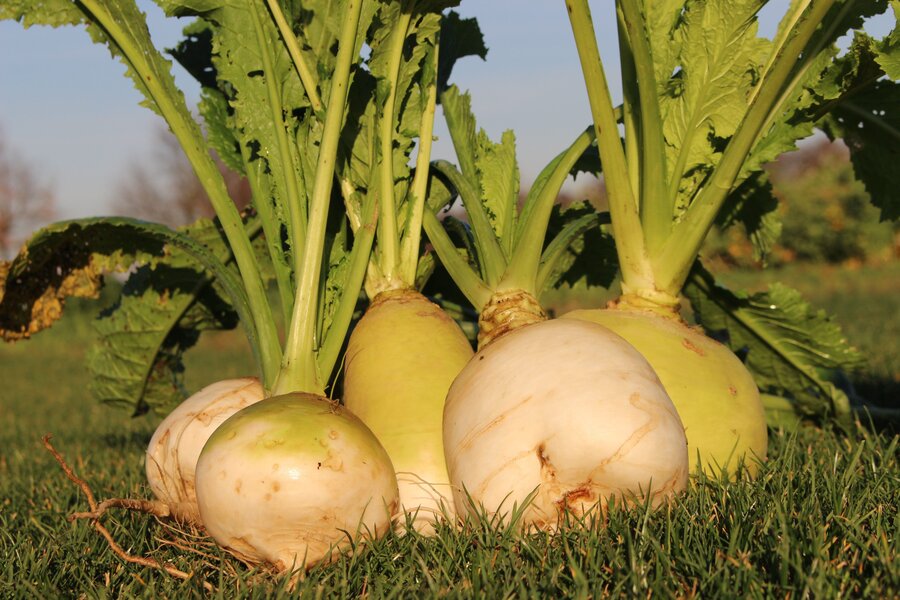 Brassica_rapa_var._rapa_RONDO.jpg