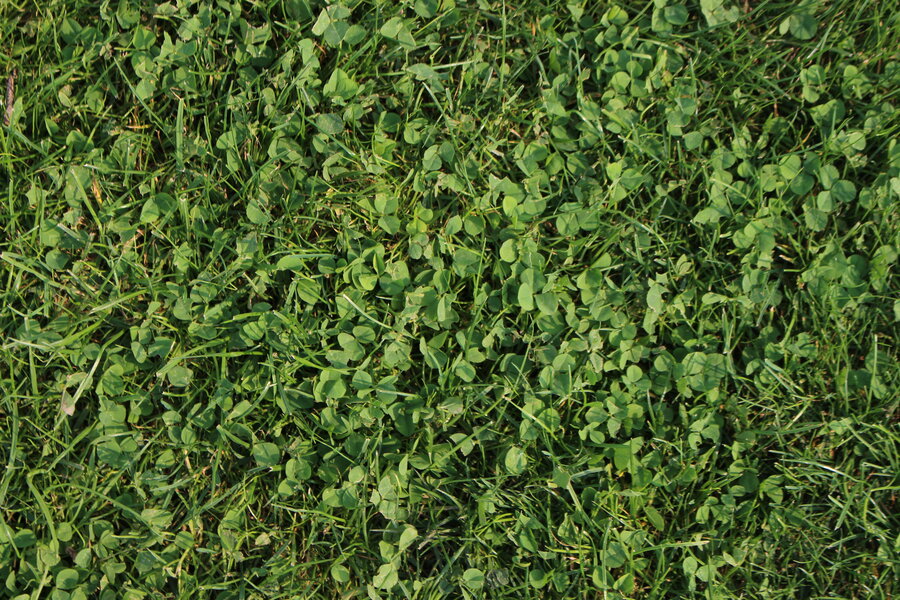Greenfield_Klee-Rasen_2.JPG