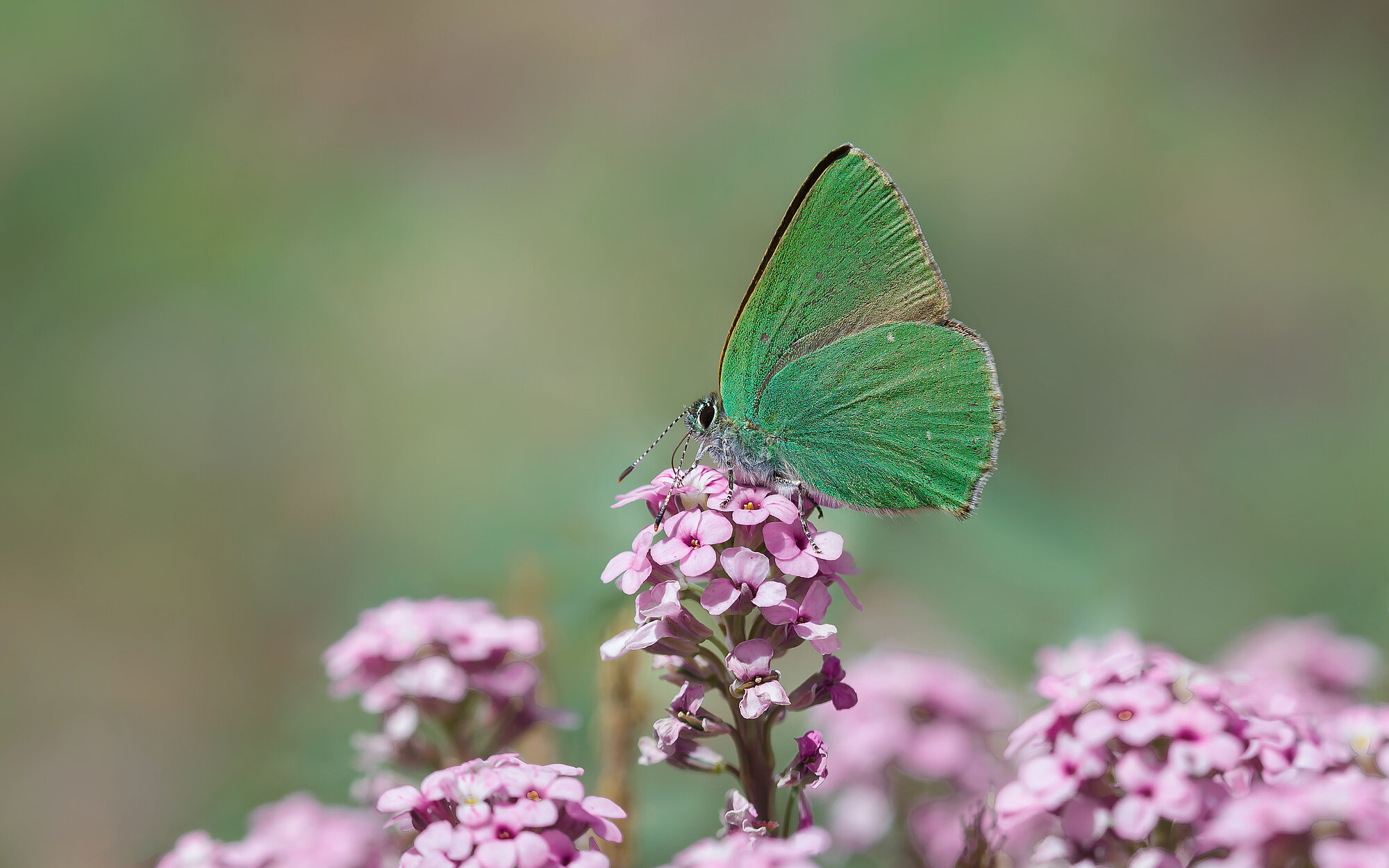 Gruener_Zipfelfalter_shutterstock_1381429541.jpg Gruener_Zipfelfalter_shutterstock_1381429541.jpg