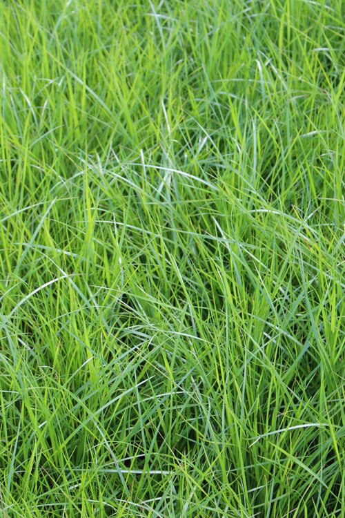 Festuca_arundinacea_OTARIA.jpg