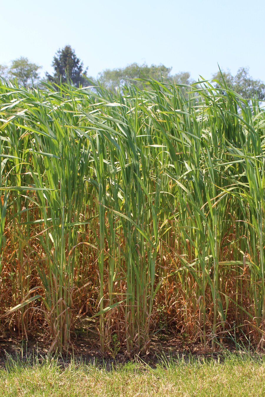 Avena_strigosa.jpg