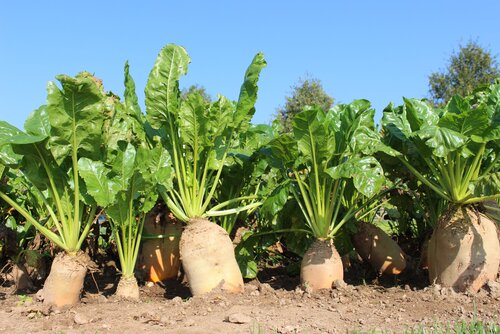 Beta_vulgaris_ssp._vulgaris.jpg