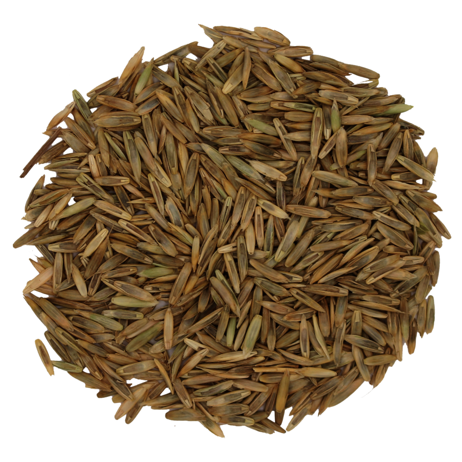 Festulolium_Saatgut.png