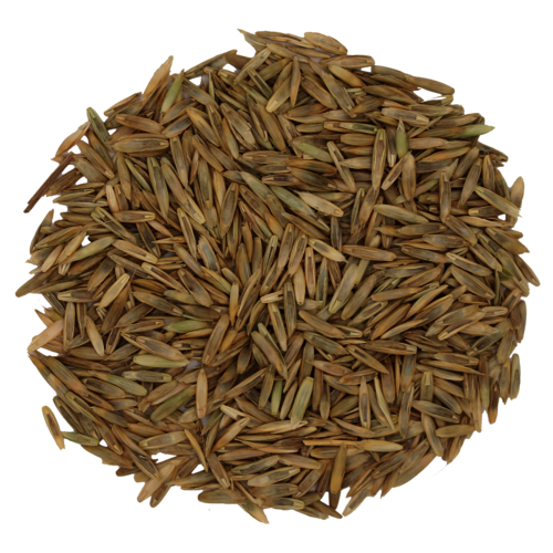 Festulolium_Saatgut.png