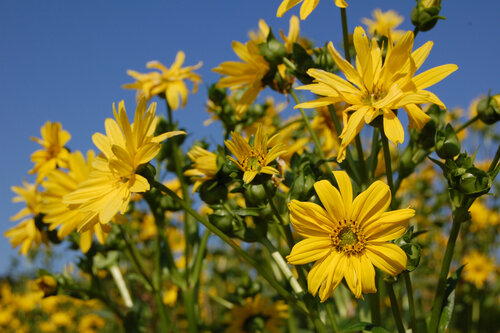 Silphium_perfoliatum_2.jpg