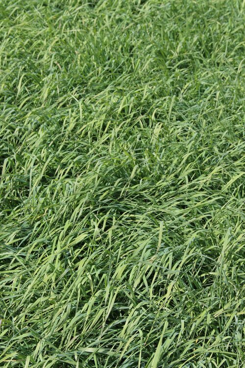 Phleum_pratense_POLARKING.jpg
