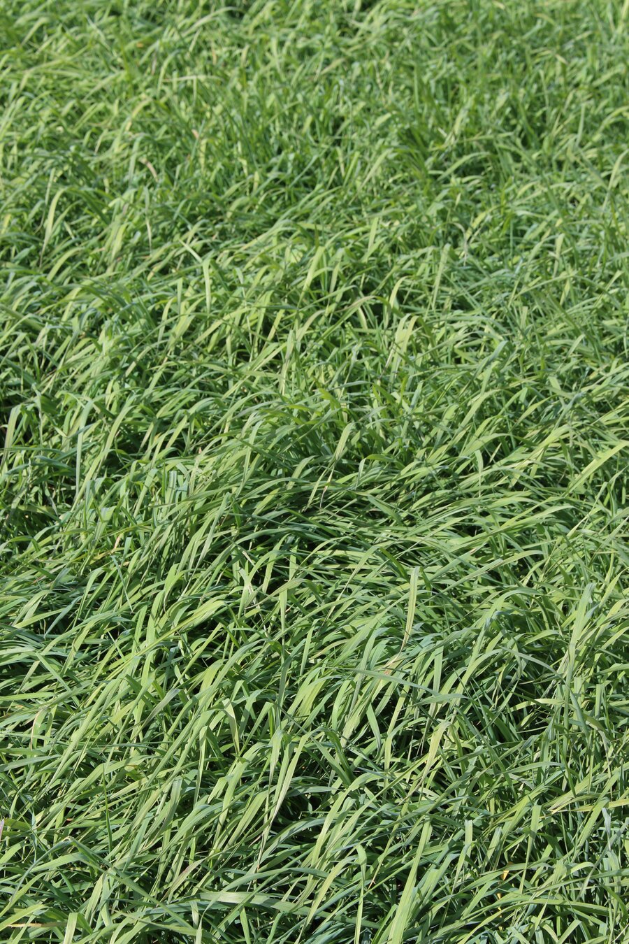 Phleum_pratense_POLARKING.jpg