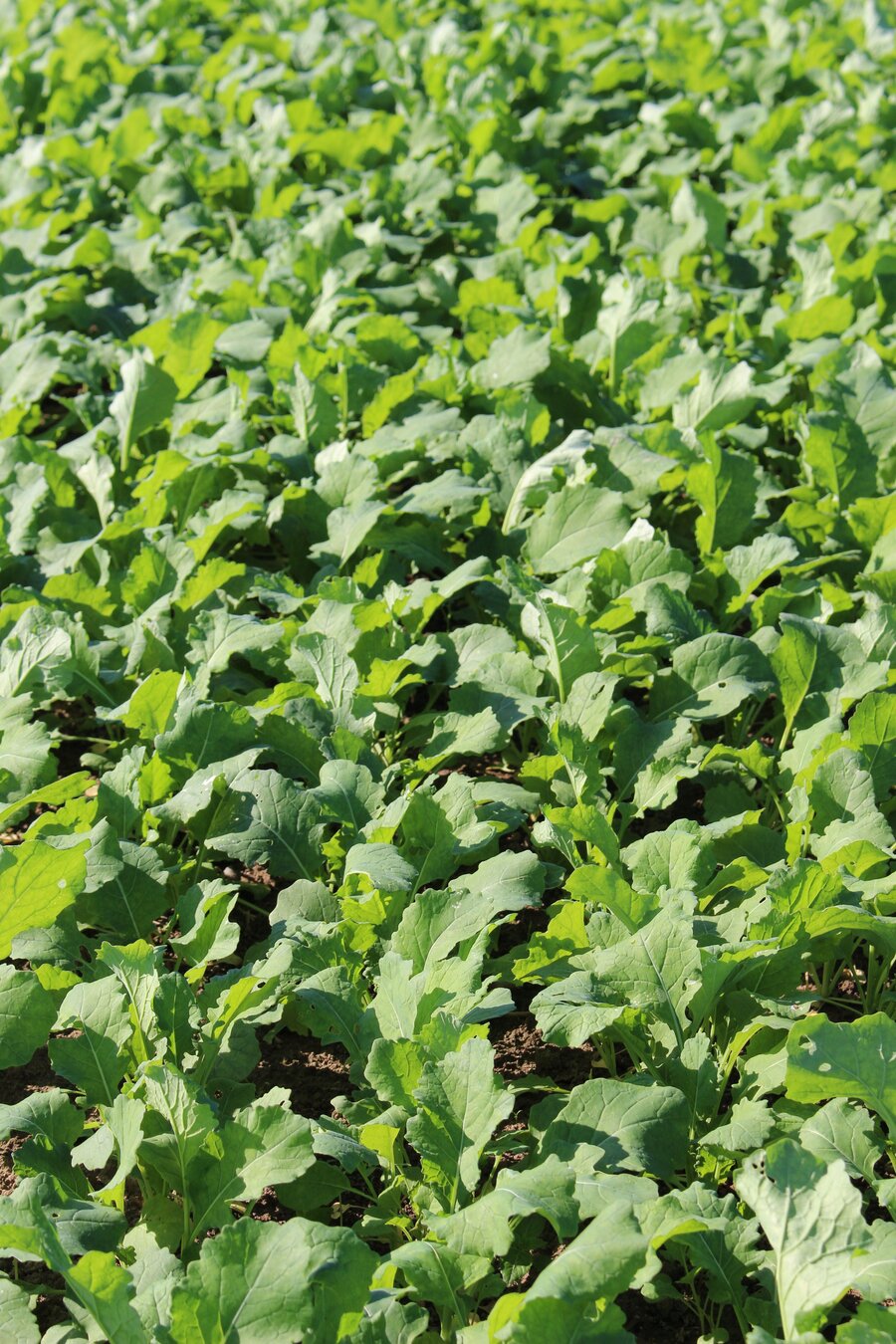 Brassica_napus_AKELA.jpg