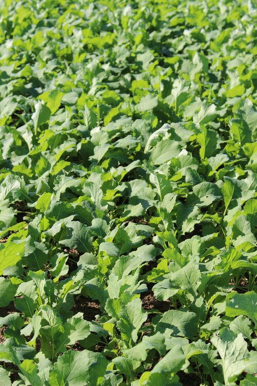 Brassica_napus_AKELA.jpg