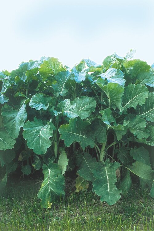 Brassica_oleracea_PAVLA.jpg