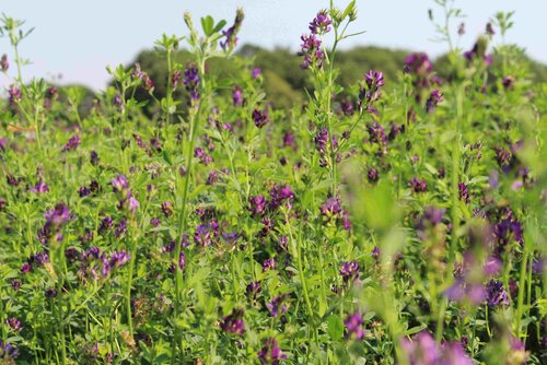 Medicago_sativa_MILKY_BLUE.jpg