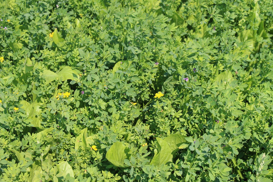 ProGreen_14.JPG