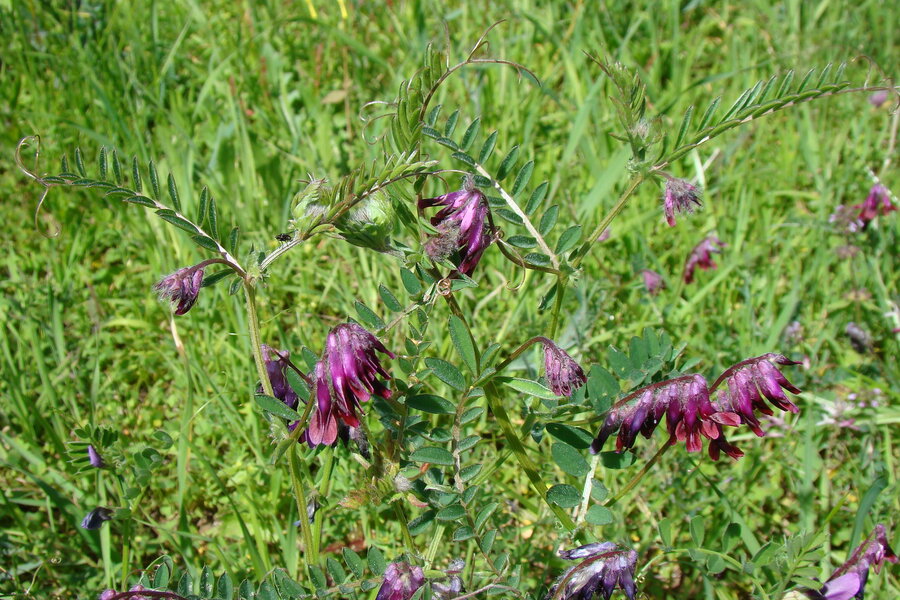 Bengalische_Wicke_Vicia_benghalensis.jpeg