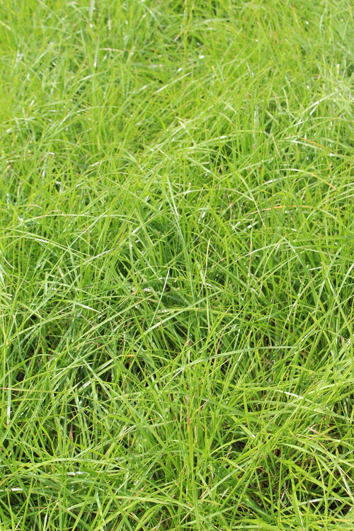 Lolium_perenne_ARTONIS.JPG