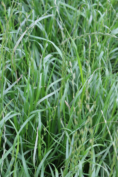 Lolium_multiflorum_ssp._italicum_MELSPRINTER.jpg