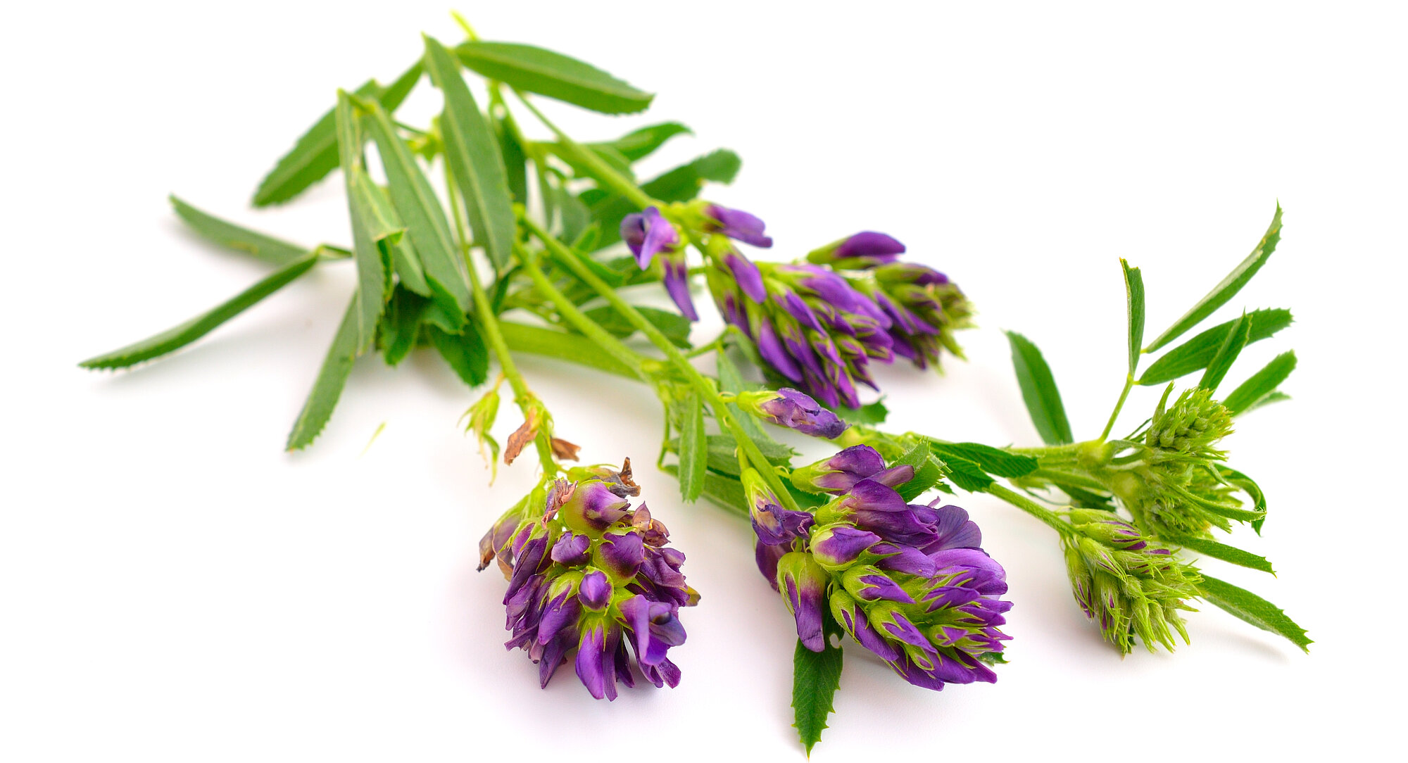 shutterstock_436715995.jpg shutterstock_436715995.jpg