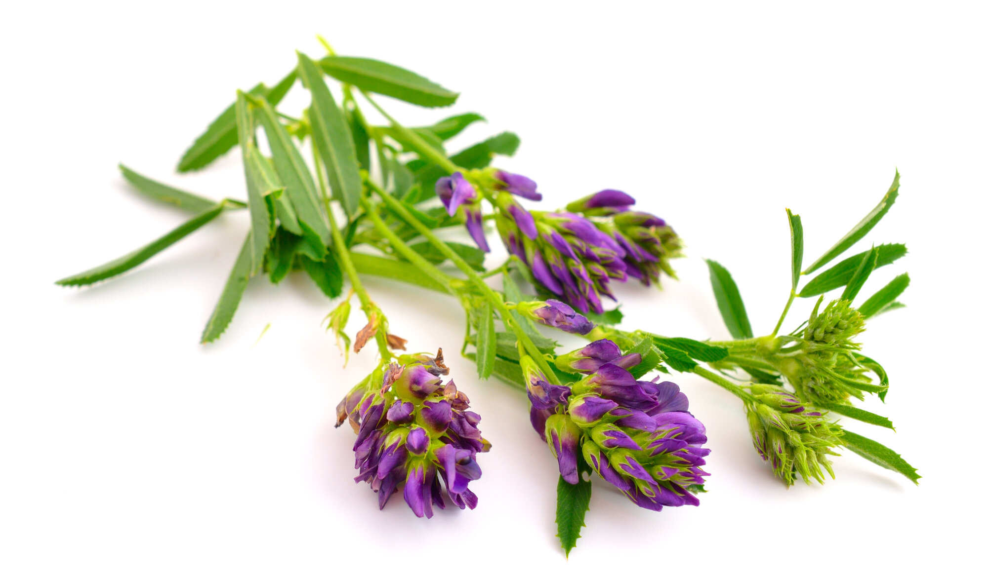 shutterstock_436715995.jpg