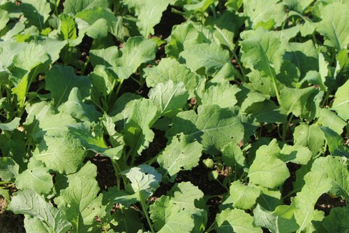 Brassica_napus.jpg