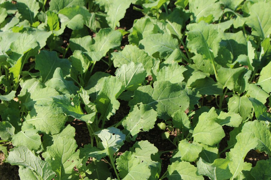 Brassica_napus.jpg