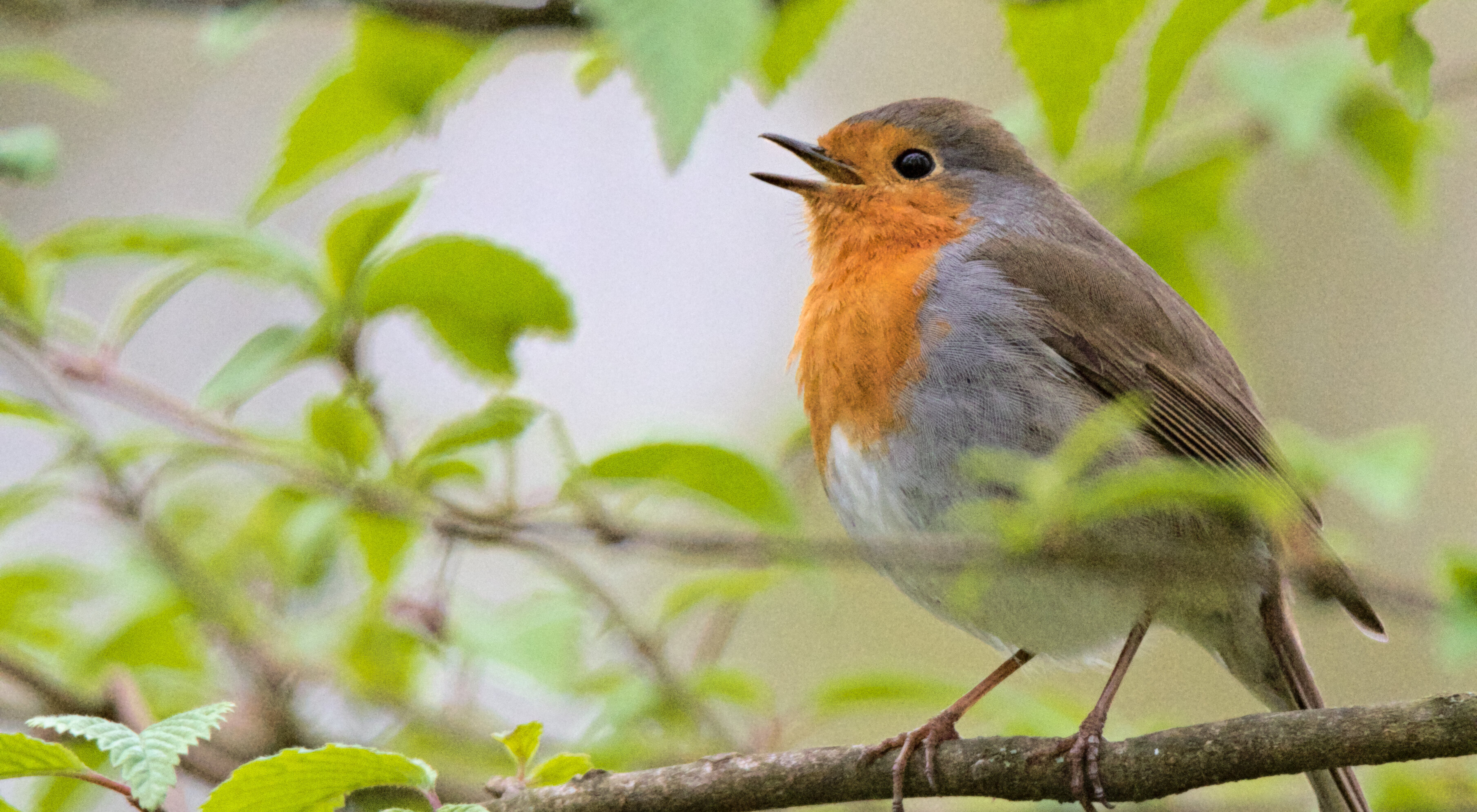 Rotkehlchen_shutterstock_1409672270.jpg