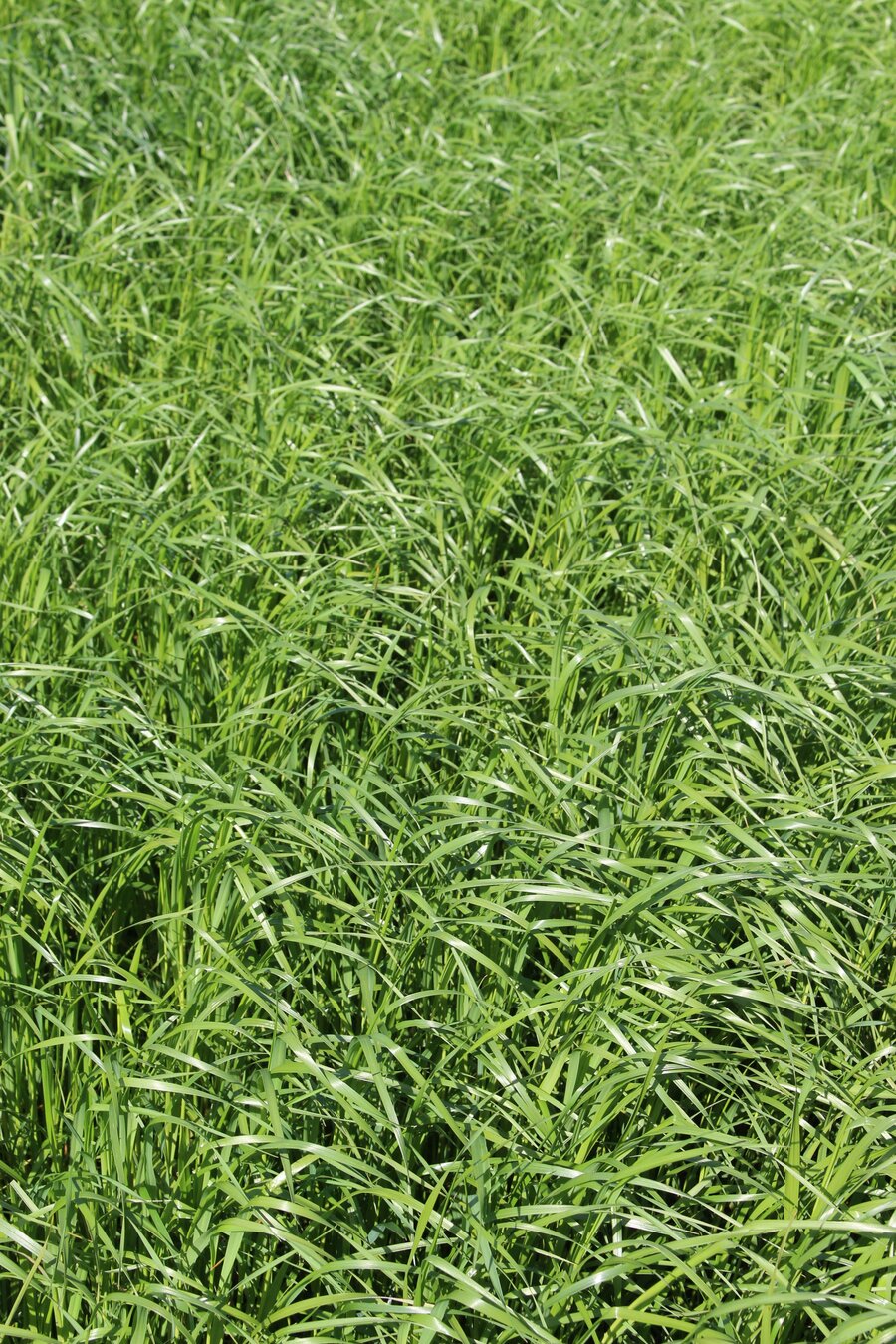 ProGreen_FU_1.jpg