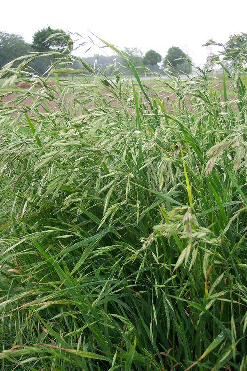 Festuca_rubra_rubra.jpg