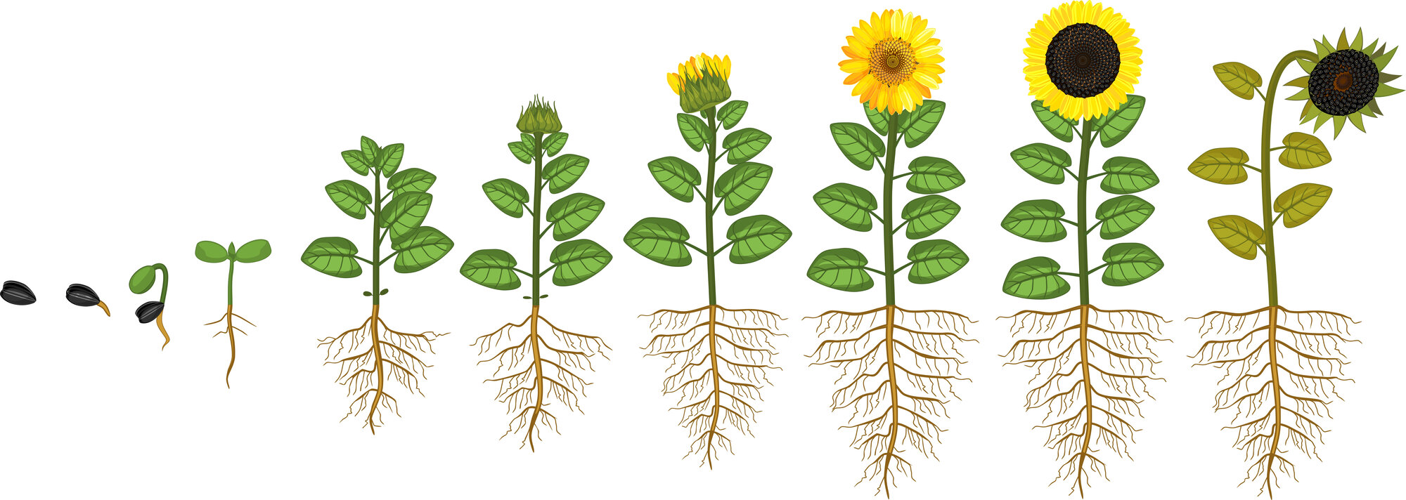 Wachstum Sonnenblume shutterstock_1036062466.jpg